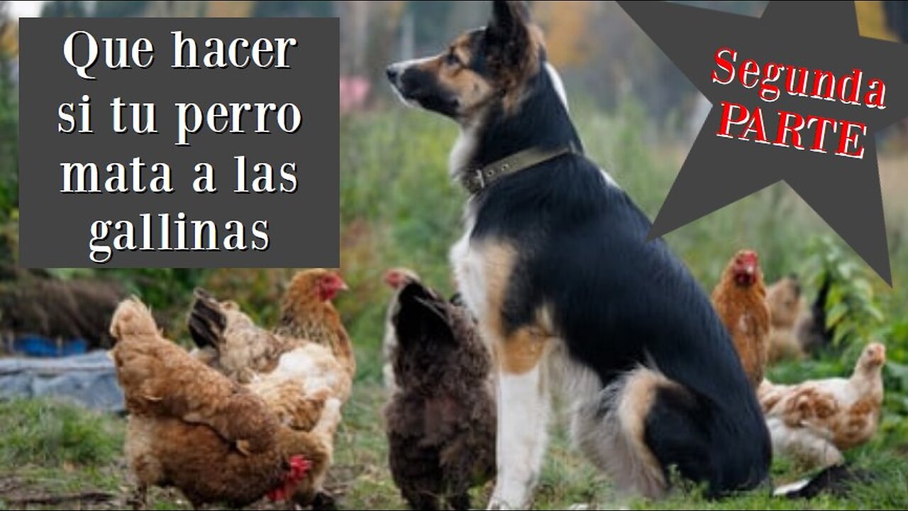 PARTE 2 Que hacer si tu perro mata a las gallinas?