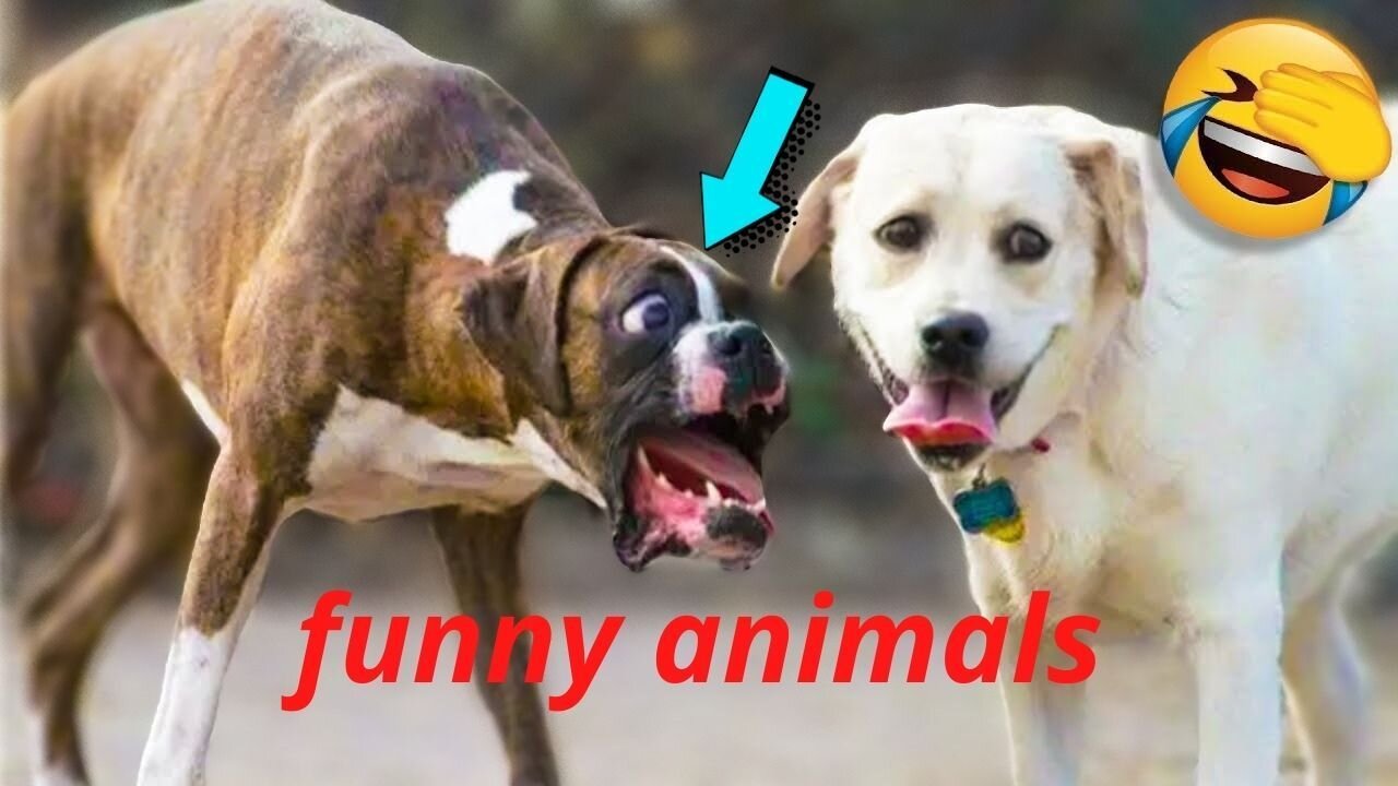 Smart 🤓 Dogs 🐶 very funny 🤣😁 video 📸