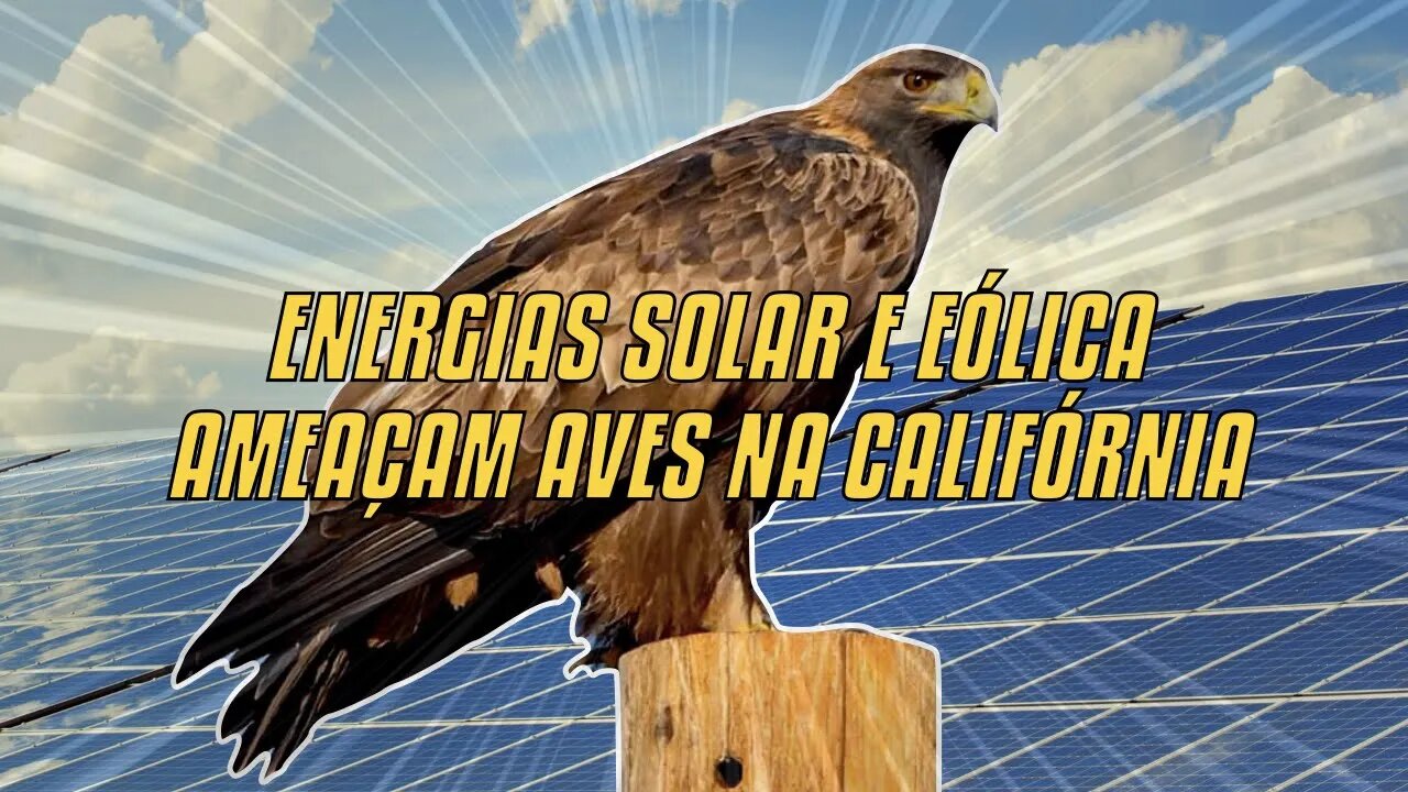 Energias Solar E Eólica Ameaçam Aves Na Califórnia