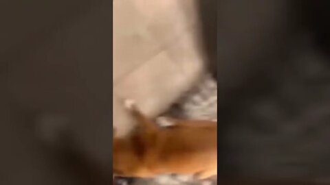 it's #the #one #and #only D-O double G #memedodoubleg 🐕 TYSON IS FURIOUS