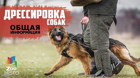 📹 Дрессировка и воспитание собак