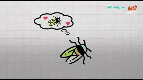 Zombie Bugs