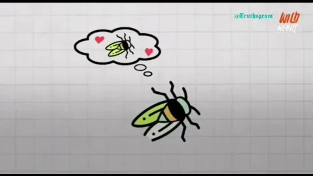 Zombie Bugs