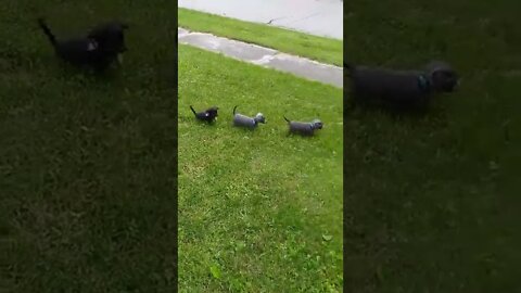 Jude, Iris And Axel As Pups