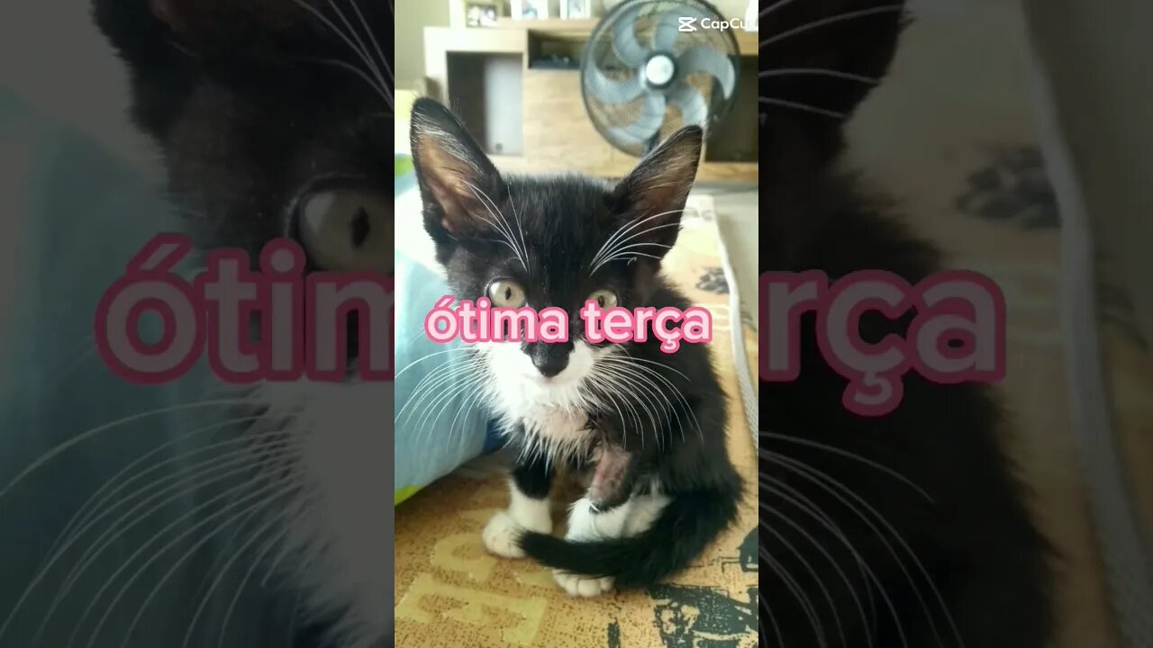 Gato Bartolomeu Tunico terça-feira ❤️💙