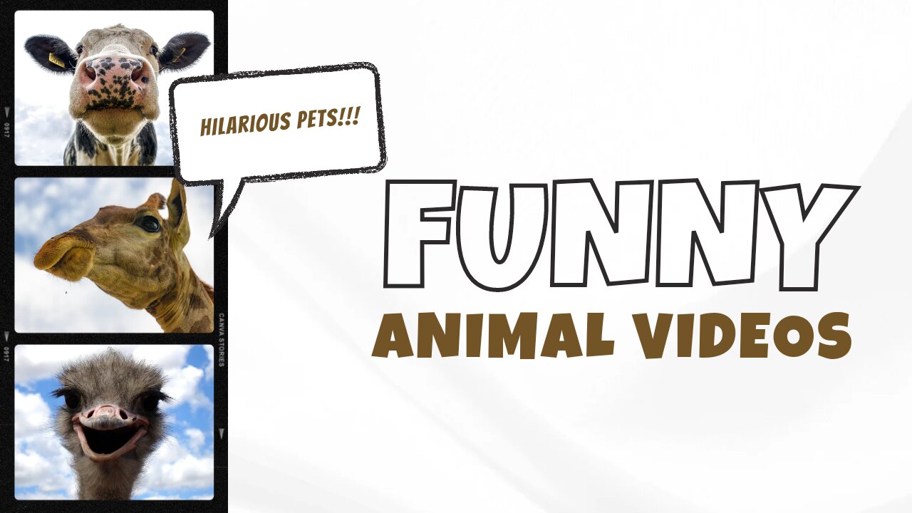 🤣 Funny Ass Animal Videos 🤣