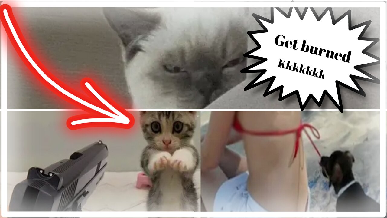 😻🐶Funniest Animals | Funny Dog And Cat | Funny Animals 😻🐶😻