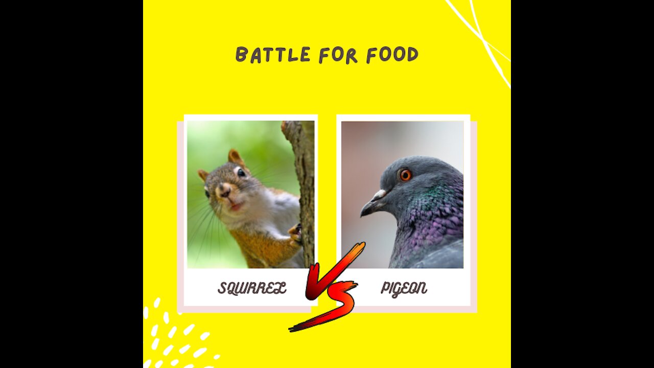 Battle for Food Squirrel Vs Bird || Animal vs Animal - Too Cute