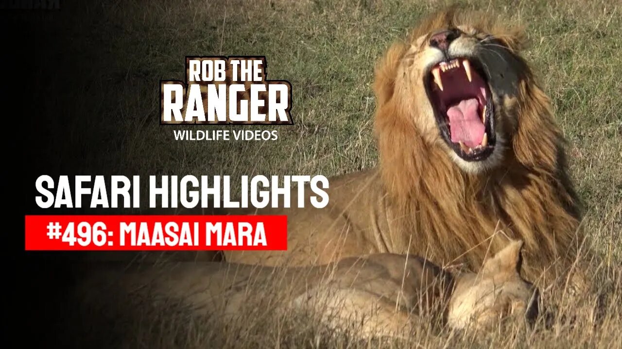 Safari Highlights #496: 26 September 2018 | Maasai Mara/Zebra Plains | Latest Wildlife Sightings