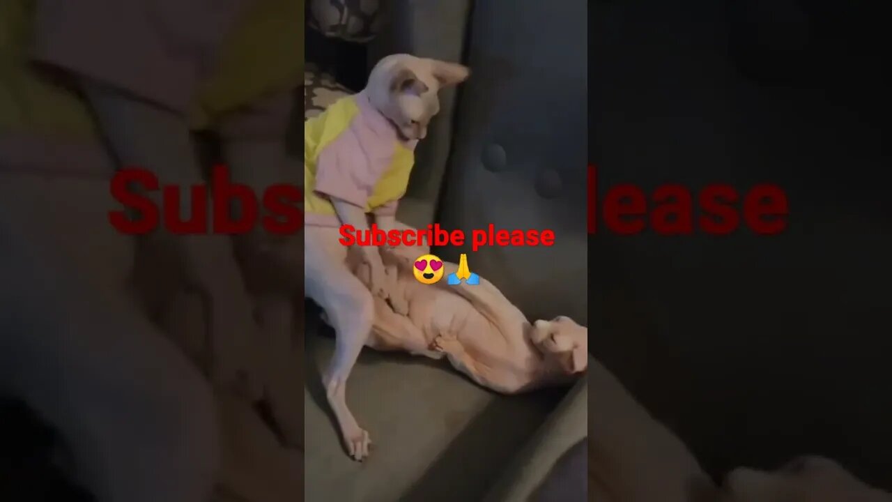 #youtubeshorts funny dogs😍😍😀