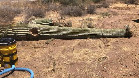 Saguaro bees