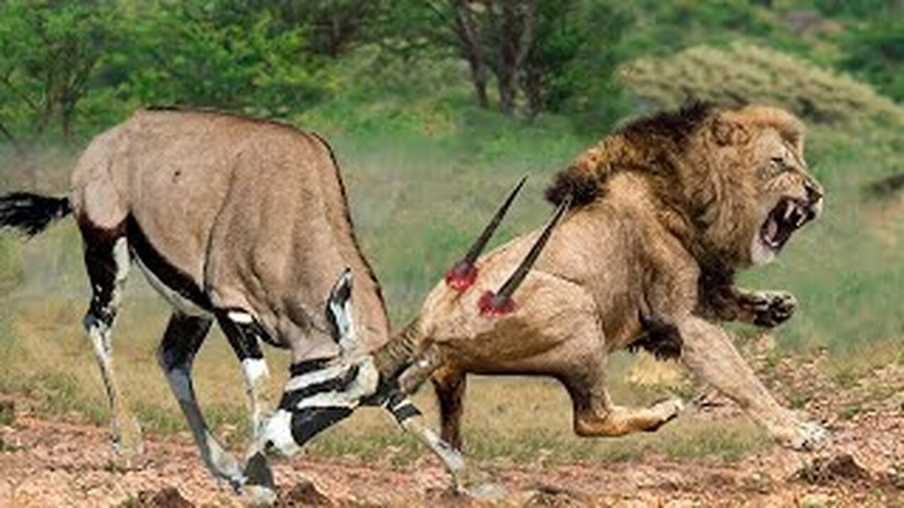 Brave Gemsbok Take Down LIONS With Their Horns To Save Baby Gemsbok Escap