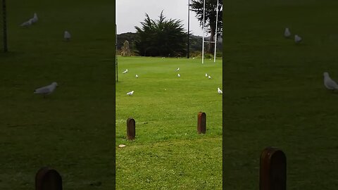 Seagulls playing softball.