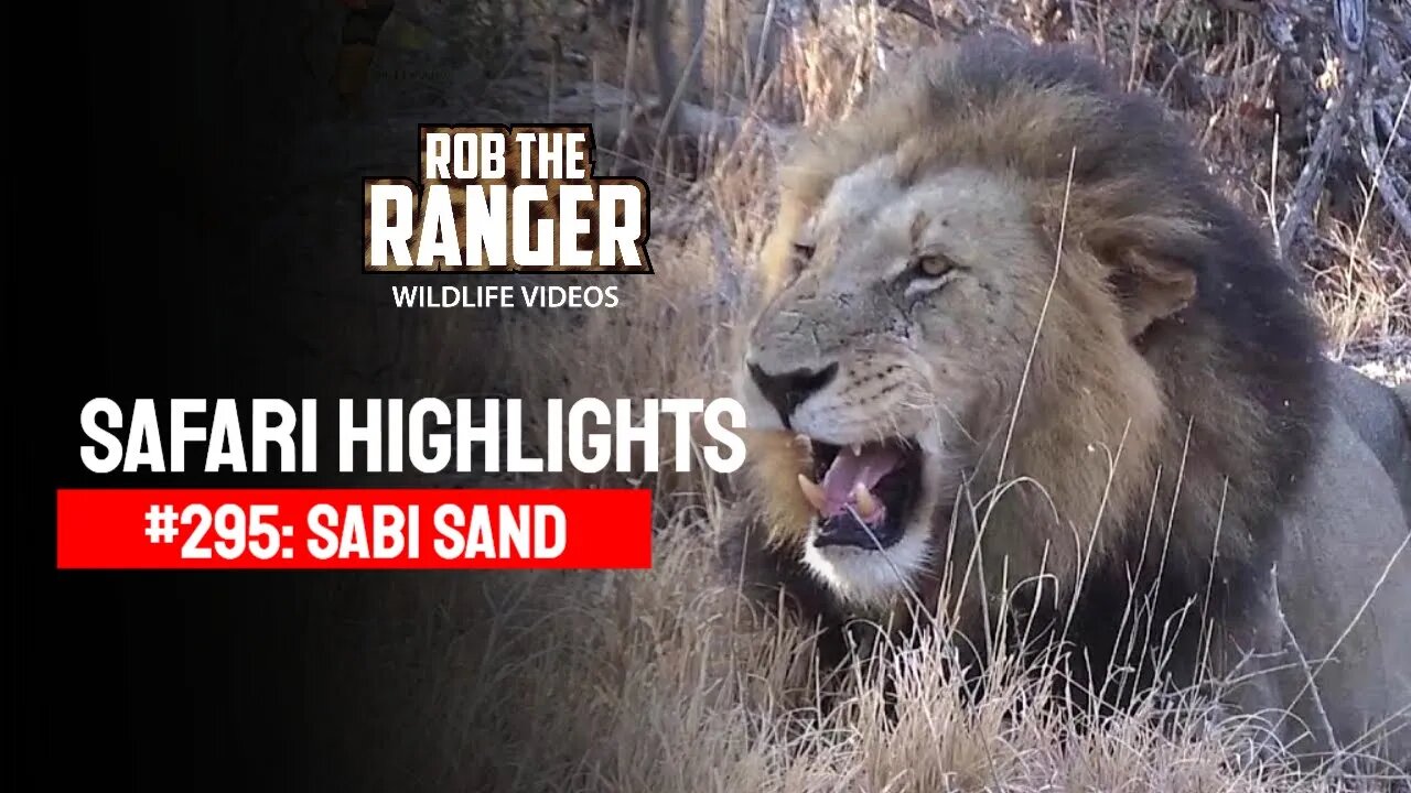 Safari Highlights #295: 24 - 28 Sep 2014 | Sabi Sand Nature Reserve | Latest Wildlife Sightings