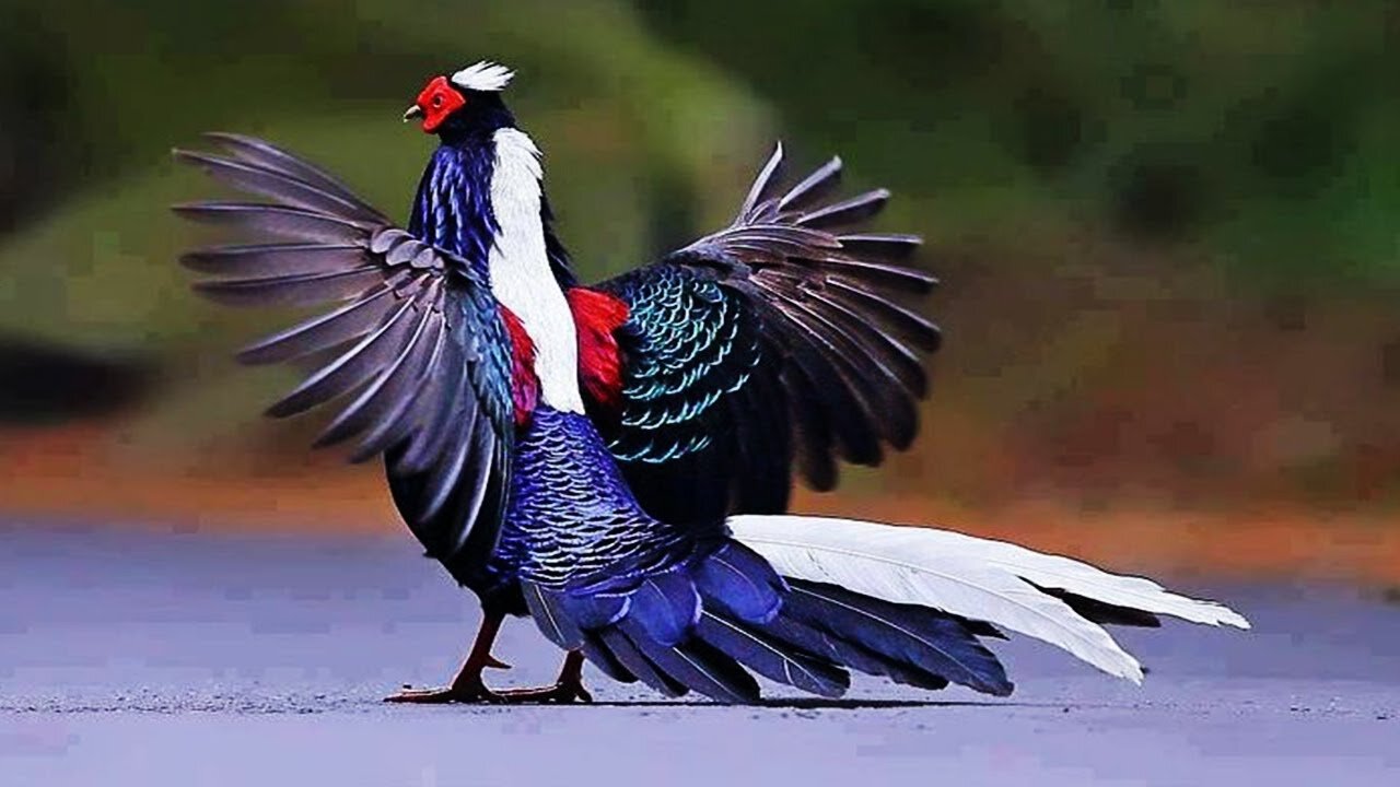 Ten Most Beautiful Pheasants In The World