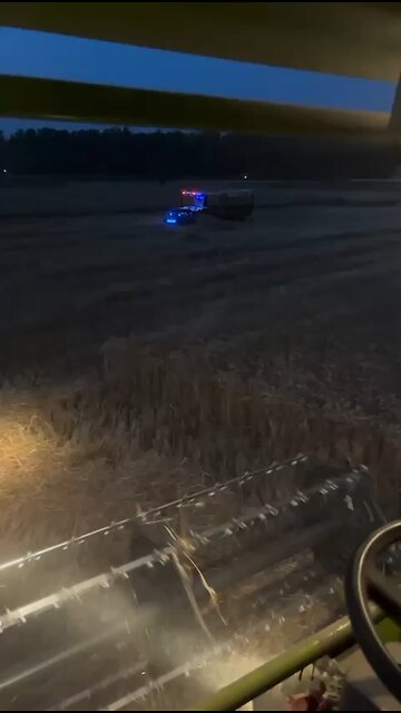 Wheat harvesting