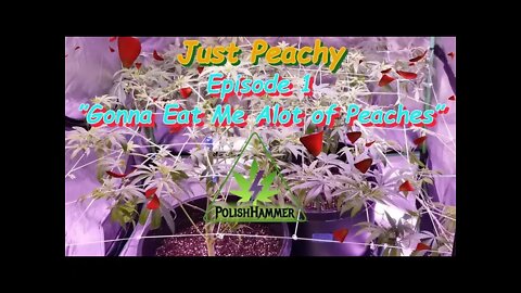 Just Peachy Ep.1 "Gonna Eat Me Alot of Peaches" #Testers #Phenohunt #SouthBayGenetics 🍑🍑🍍👍🔨