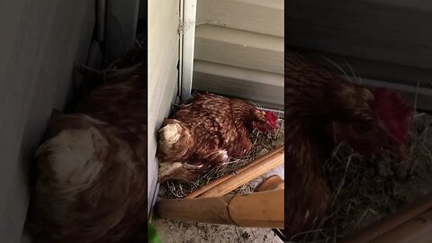 Another sneaky hen on my porch #hens #chickens