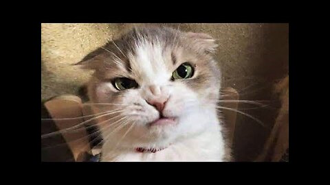 Funny animals - Funny cats / dogs - Funny animal videos 272