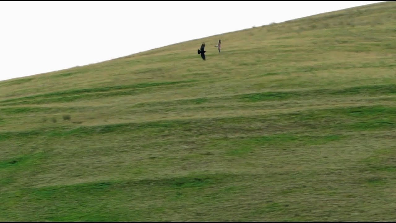 Aerial Duel between Ravens & a Kestrel