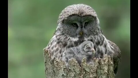 Owl & Her Latest Brood - HaloRock