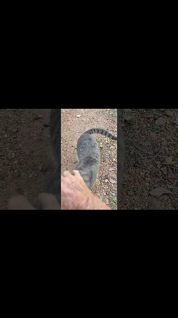 Good Morning Puss Puss Kitten, came down the driveway with me #cat #cats #kittens #cutecats