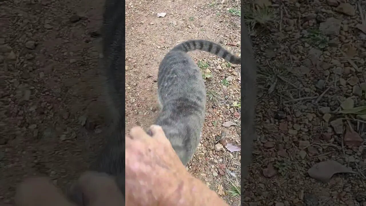 Good Morning Puss Puss Kitten, came down the driveway with me #cat #cats #kittens #cutecats