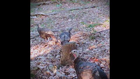 Summer 2023 Northern Wilderness Trailcam - Part 2