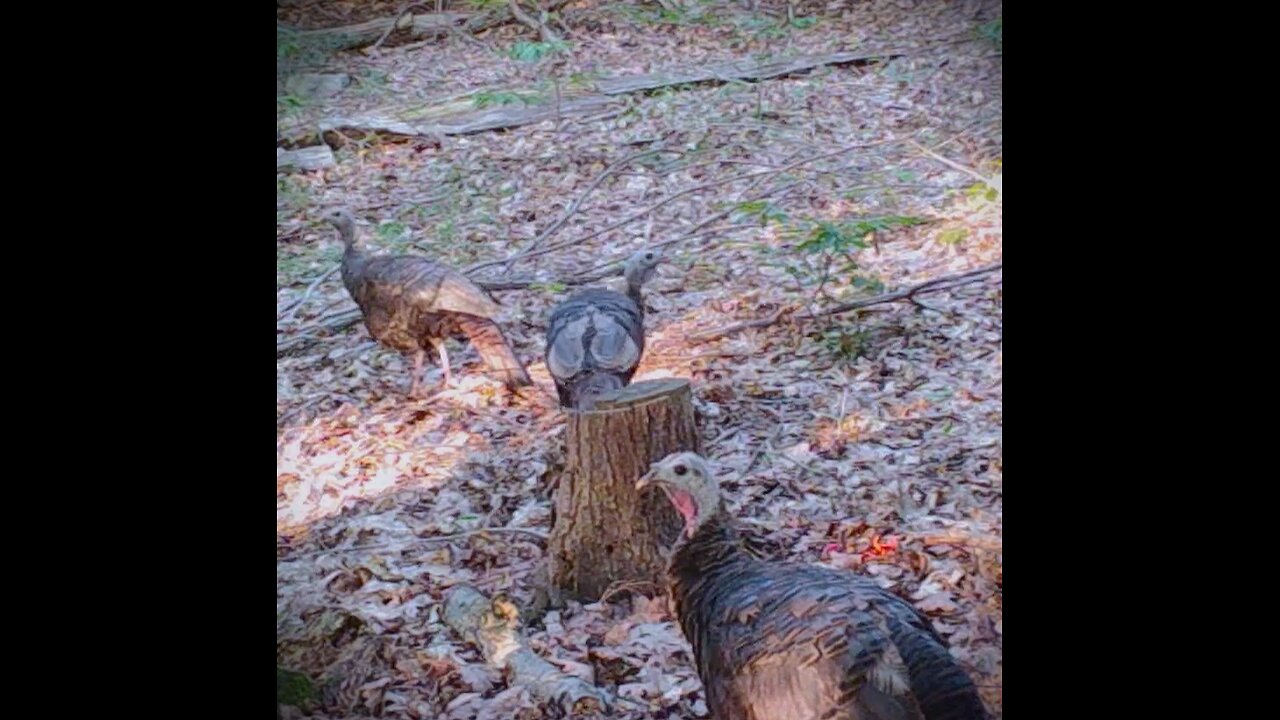 Summer 2023 Northern Wilderness Trailcam - Part 2