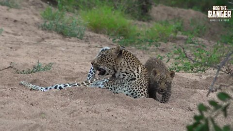 Scotia Female Leopard And Cub: Part 1