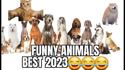 Funny Animals 😂 Best 2023😂