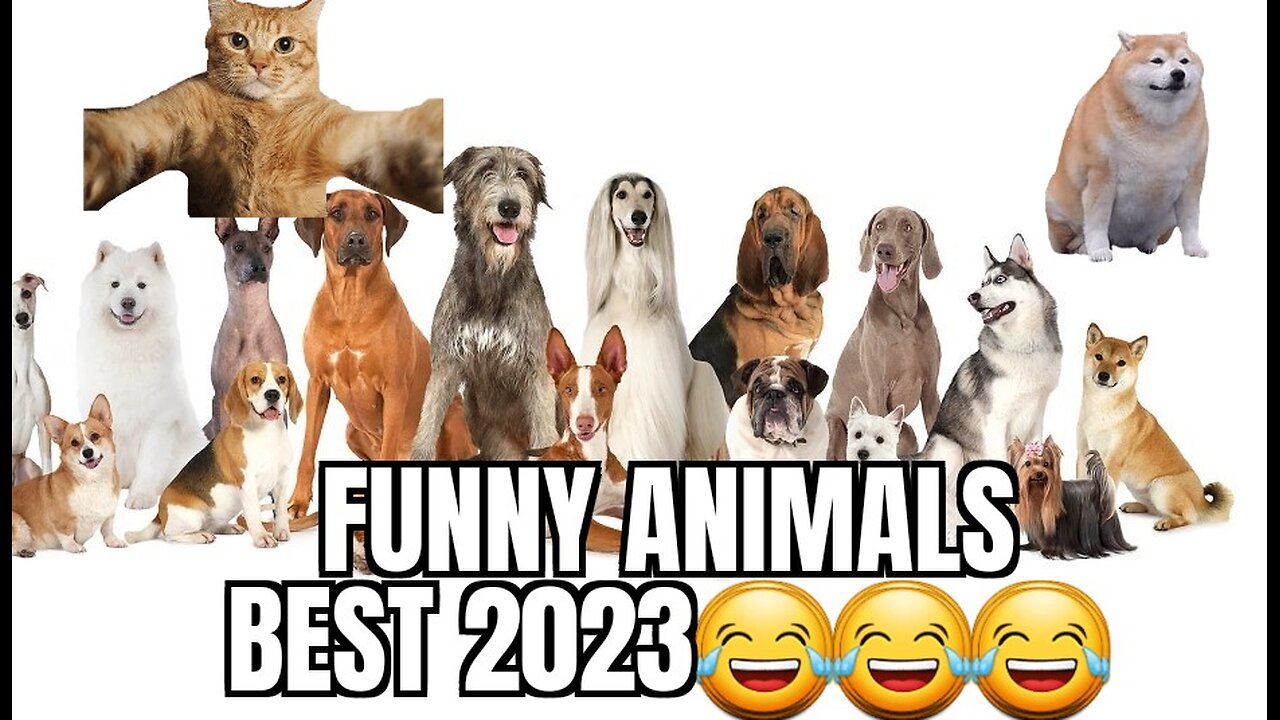 Funny Animals 😂 Best 2023😂