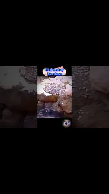 Cat vs Octopus 😱 #shorts