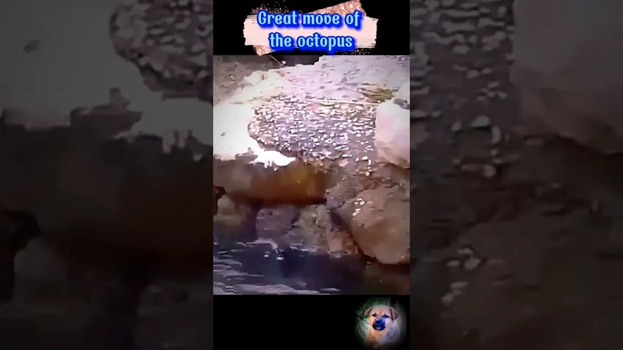 Cat vs Octopus 😱 #shorts