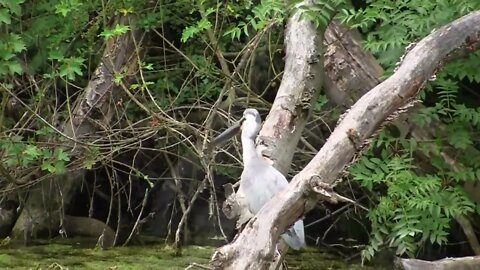 Wildlife watch on Venus Ranch. Venus, Florida. #VenusRanch