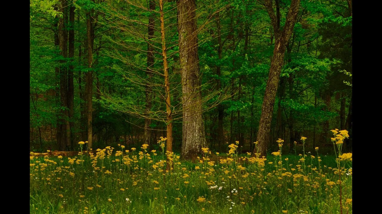 Spring at Bernheim Forest II -- A Getaway from the Real World