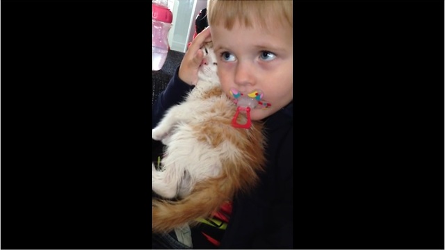 Compassionate toddler cuddles shivering kitten after bath