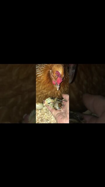 Freshly hatched chick 🐣