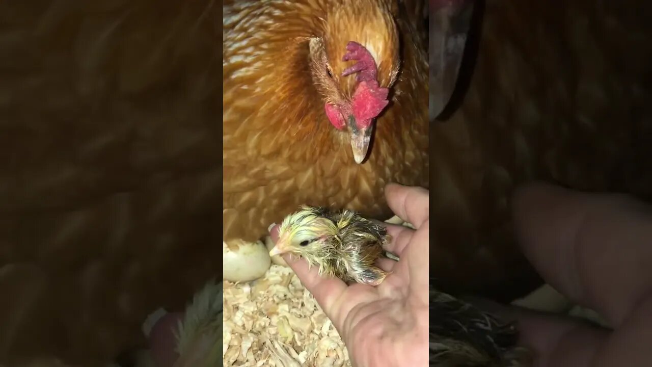 Freshly hatched chick 🐣