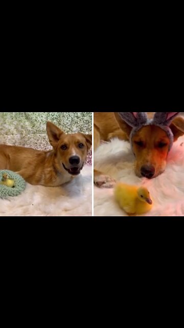 Sweet Pup & Duckling Buddy Have Heartwarming Bond