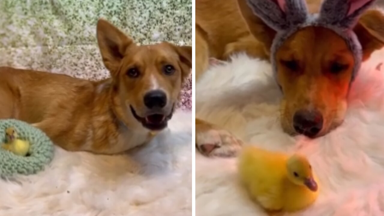 Sweet Pup & Duckling Buddy Have Heartwarming Bond