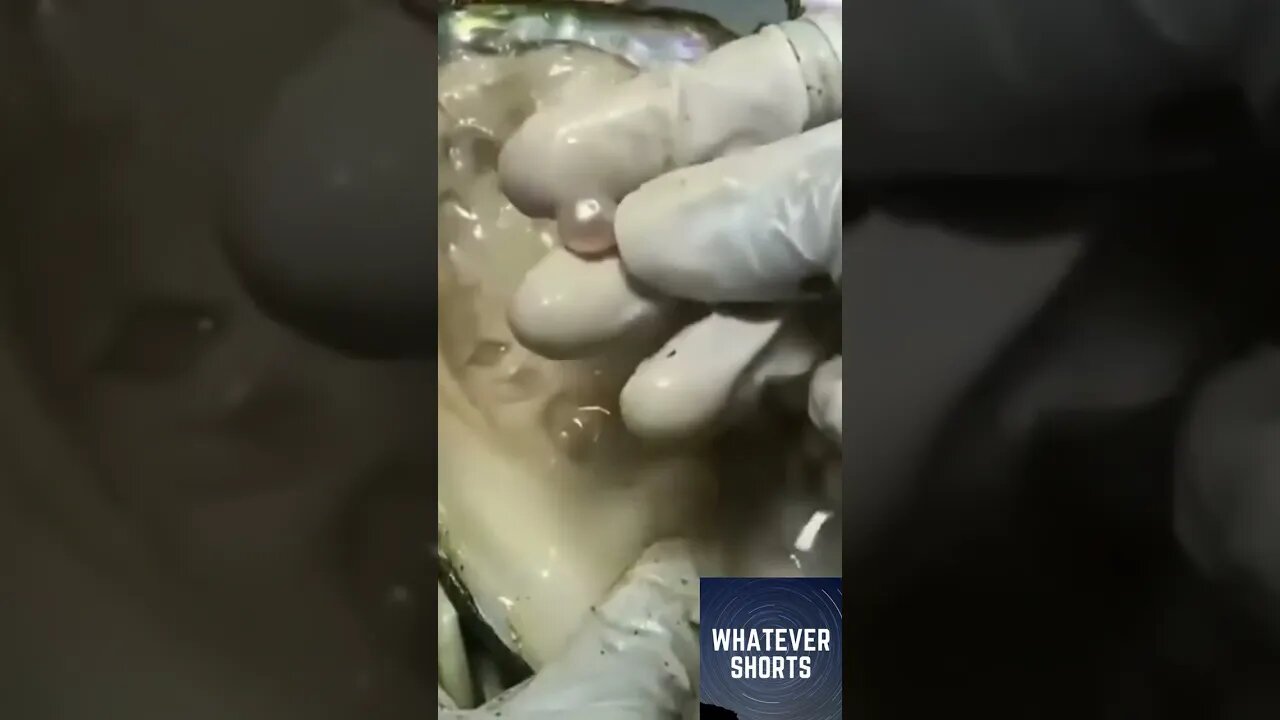 This is how pearls are extracted from oysters #shorts #oyster #pearl #extraction #precious