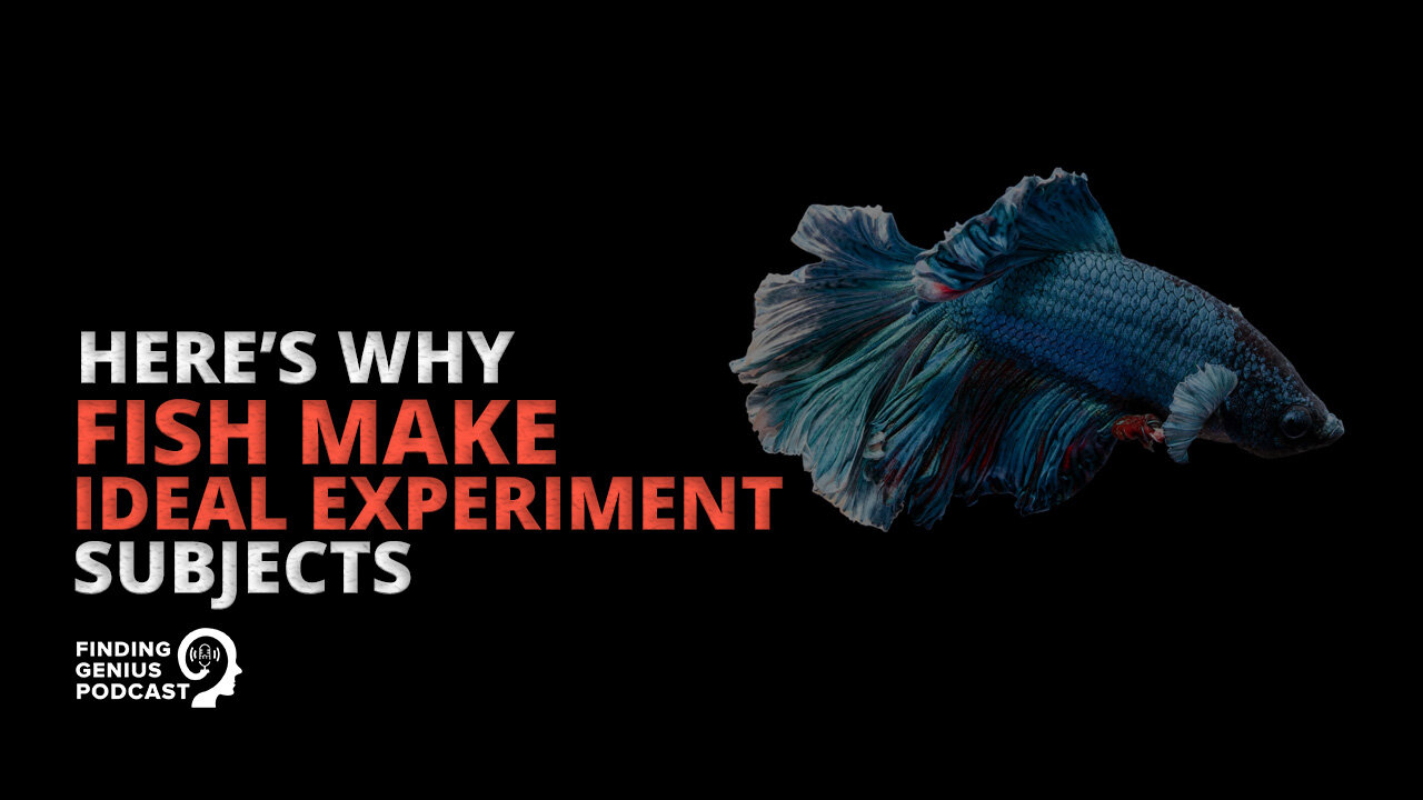 Here’s Why Fish Make Ideal Experiment Subjects