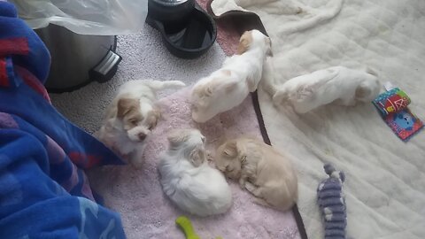 E Litter - Playing w/Hanging Toys
