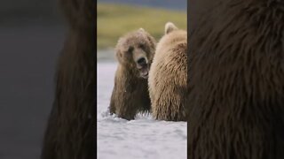 2 ursos lutando 😲😲
