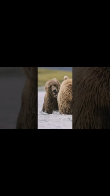 2 ursos lutando 😲😲