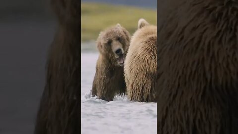 2 ursos lutando 😲😲