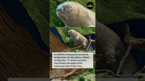 Quick Facts About Tardigrades - #shorts