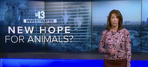 A new hope for animals in Las Vegas