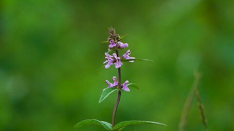 "Stachys palustris: The Healing Marsh Woundwort of Wetlands"